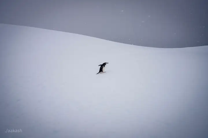img 33